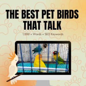 Best Pet Birds That Talk