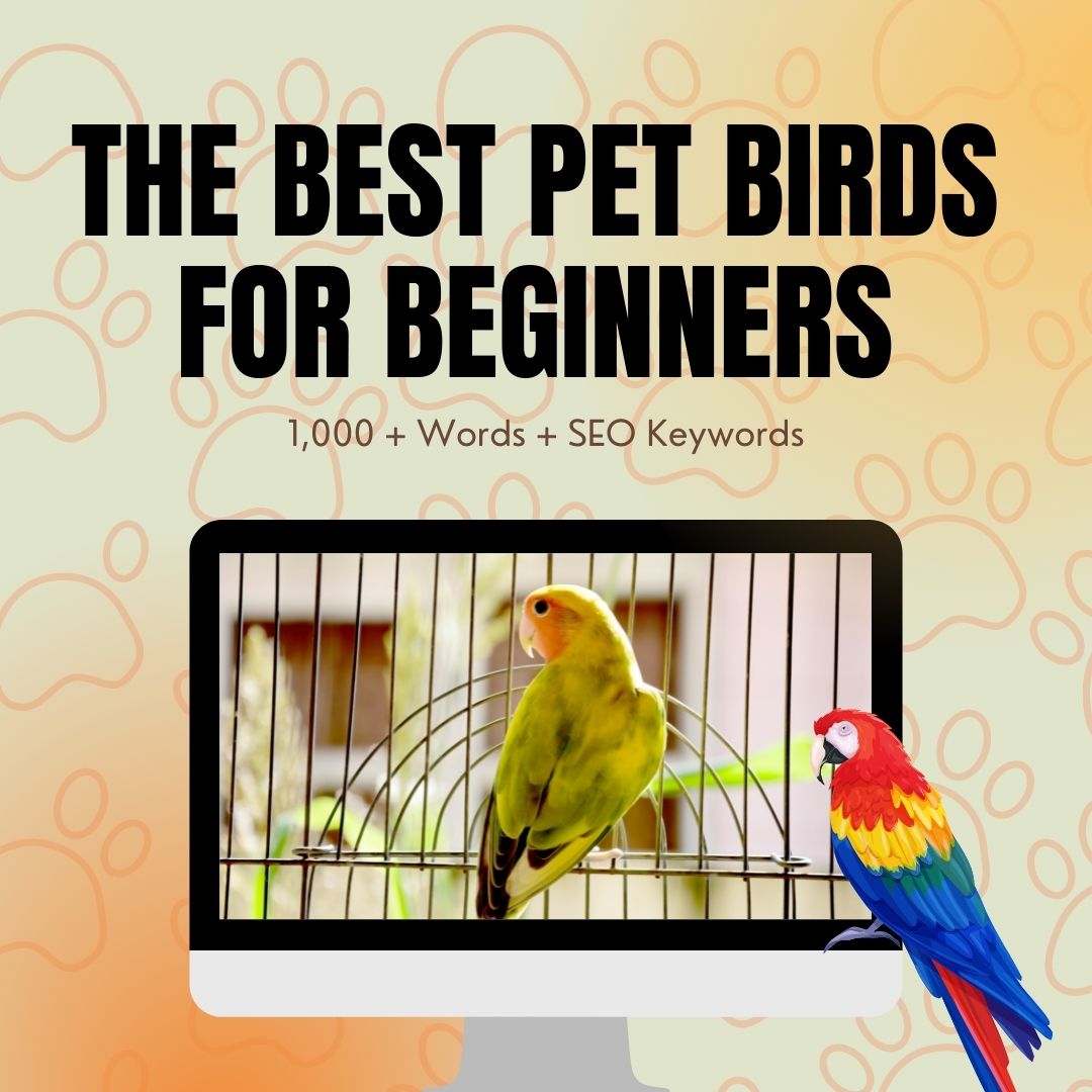 Best Pet Birds for Beginners