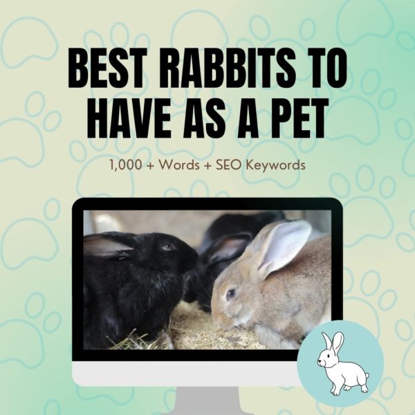 Best Rabbits To Have As A Pet