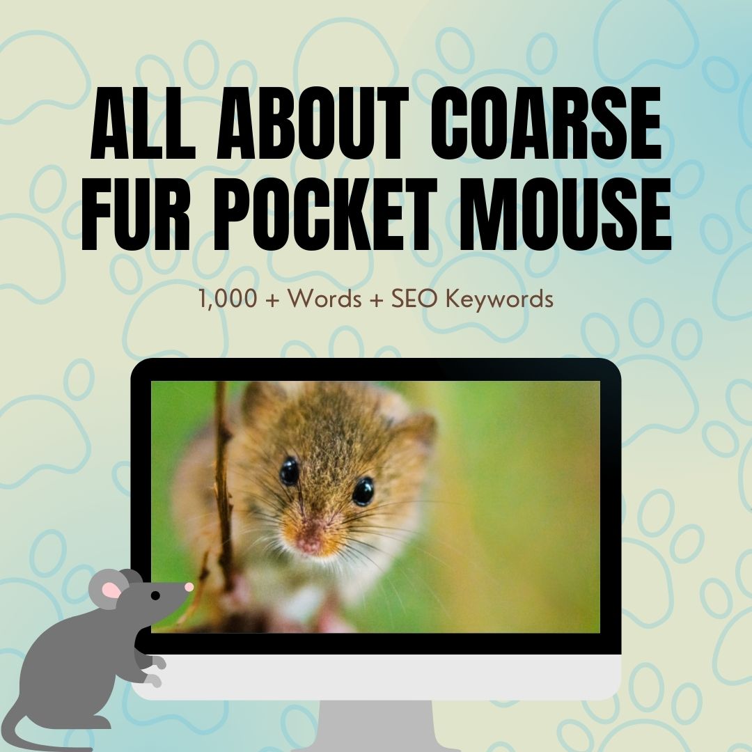 All About Coarse Fur Pocket Mouse