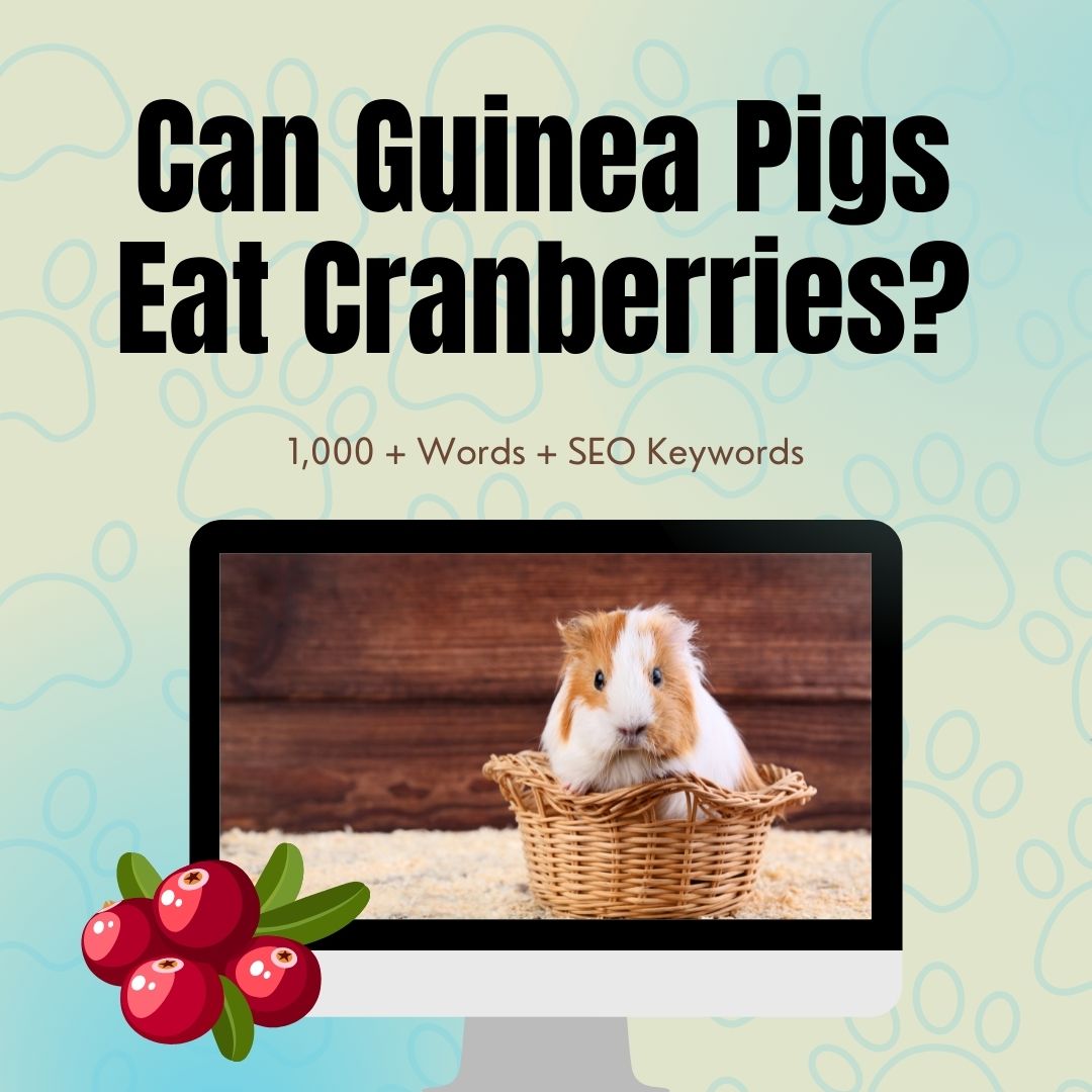 Can Guinea Pigs Eat Cranberries?