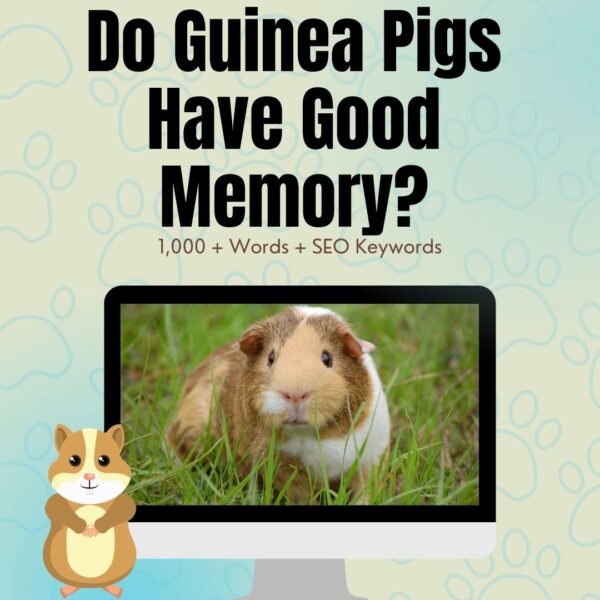 Do Guinea Pigs Have Good Memory