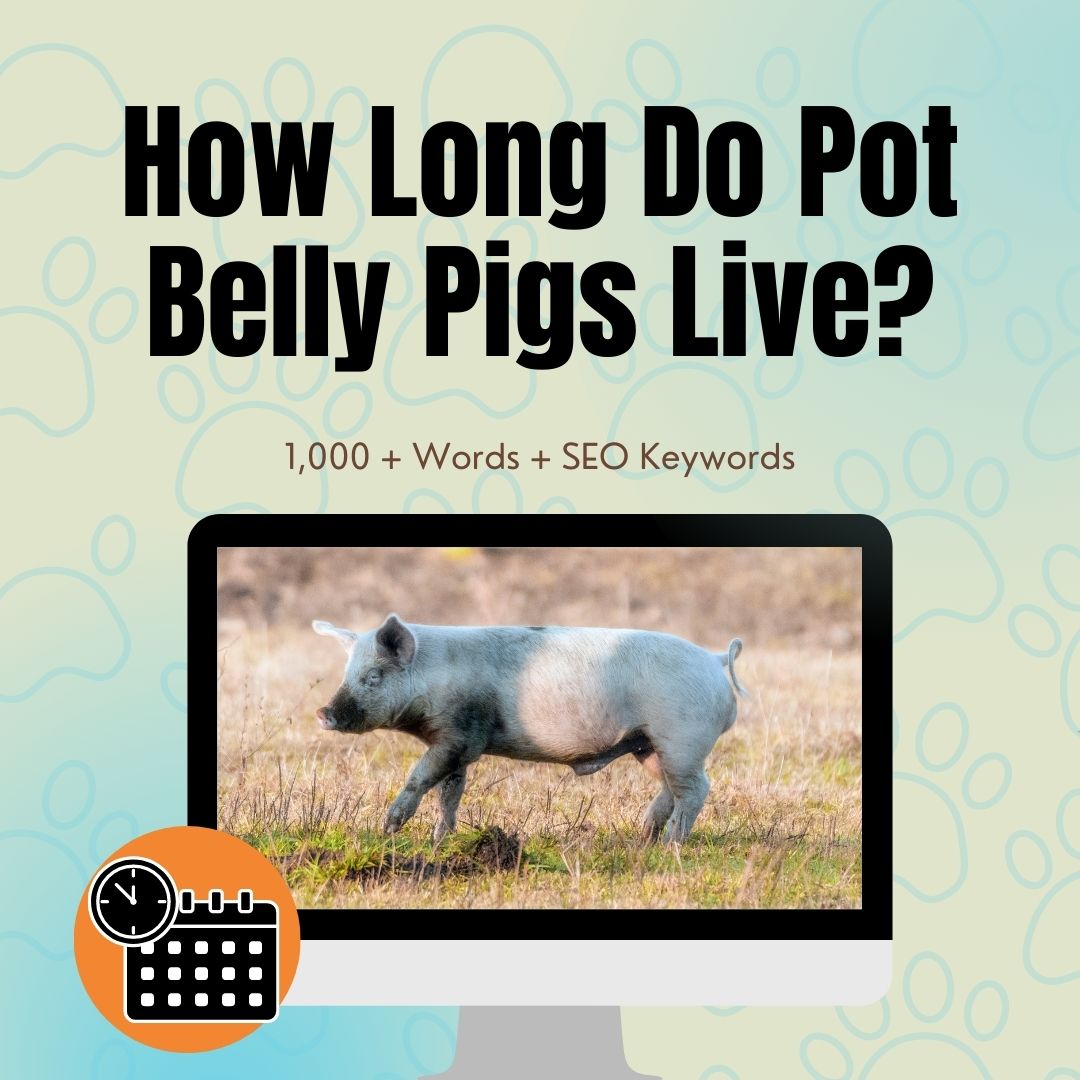 How Long Do Pot Belly Pigs Live