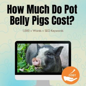 How Much Do Pot Belly Pigs Cost
