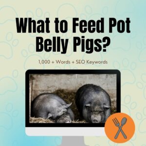 What To Feed Pot Belly Pigs