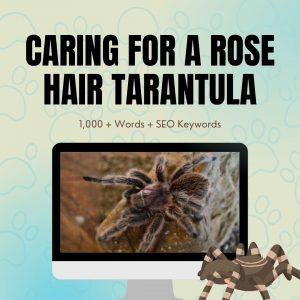 Caring For A Rose Hair Tarantula