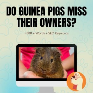 Do Guinea Pigs Miss Their Owners?