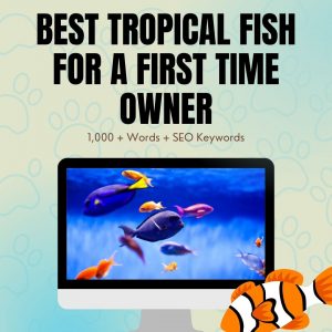 Best Tropical Fish For First Time Owner