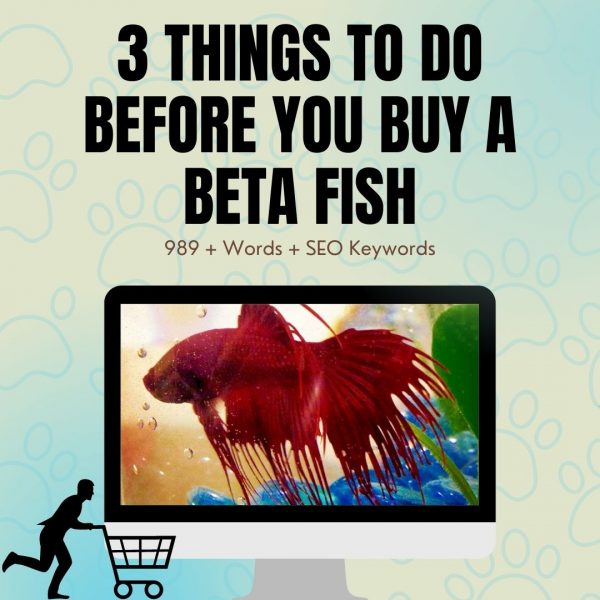 3 Things To Do Before You Buy A Beta Fish