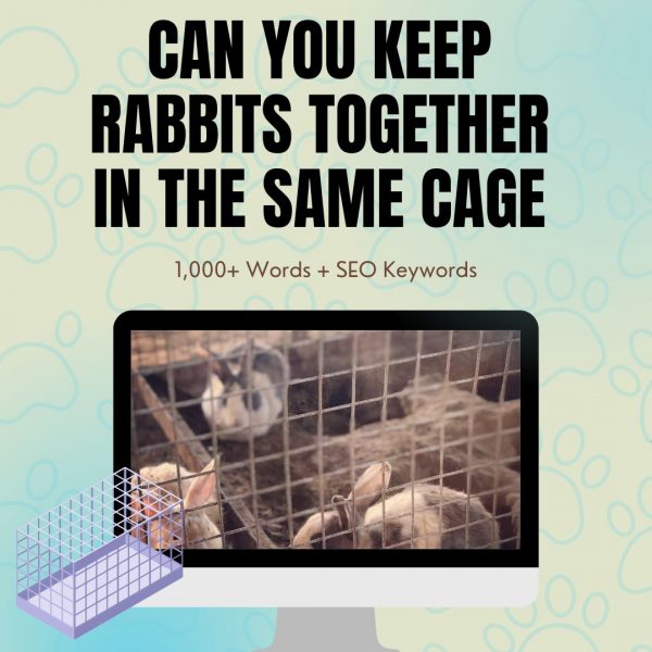 Can You Keep Rabbits together In The Same Page