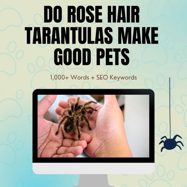Do Rose Hair Tarantulas Make Good Pets